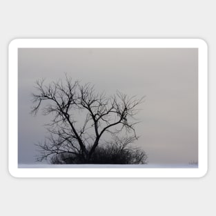 Winter Tree Sticker